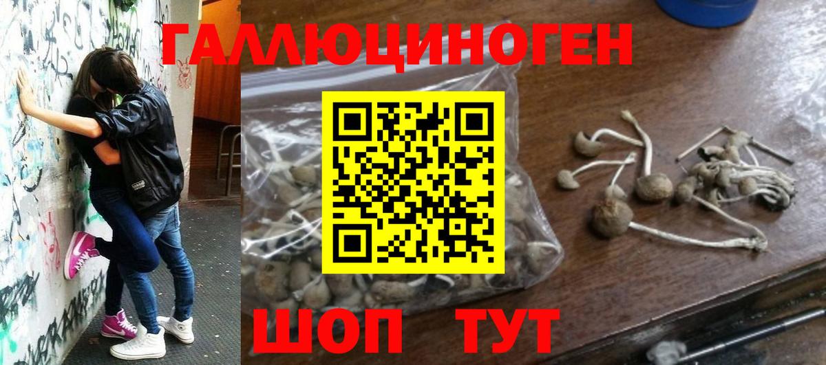 Галлюциногенные грибы Psilocybe Богданович